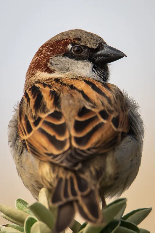 House sparrow, Newlyn. 2020.